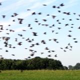 0508F 92 Voegel sammeln sich